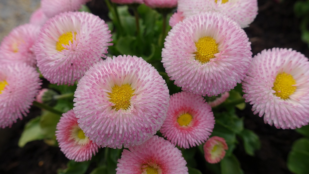 flowers-7152033_1280